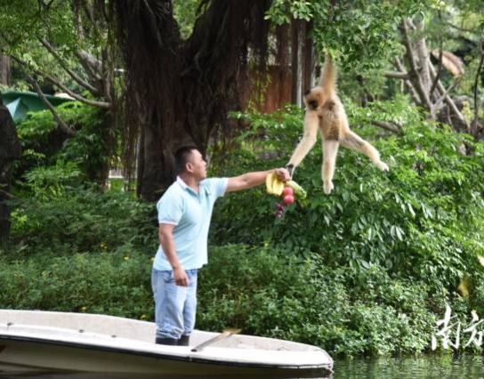 過(guò)節(jié)了！深圳野生動(dòng)物園長(zhǎng)臂猿喜獲“水果大餐”
